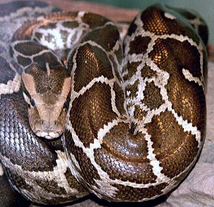 Python_molurus_molurus_2.jpg